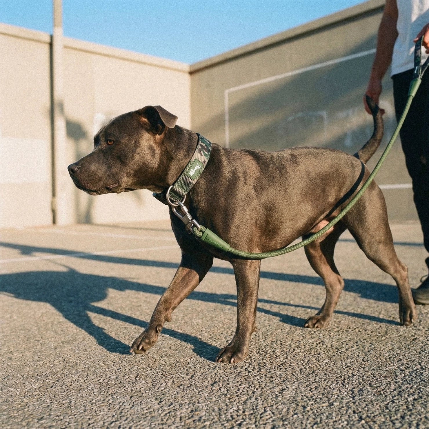 Dog Lovers Pack - Green Camo - Image 8