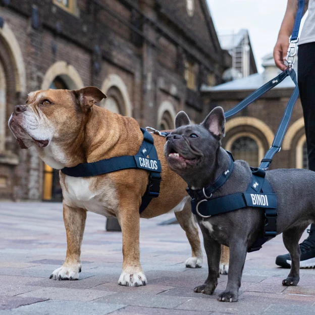 Dog Lovers Pack - Navy Blue - Image 13