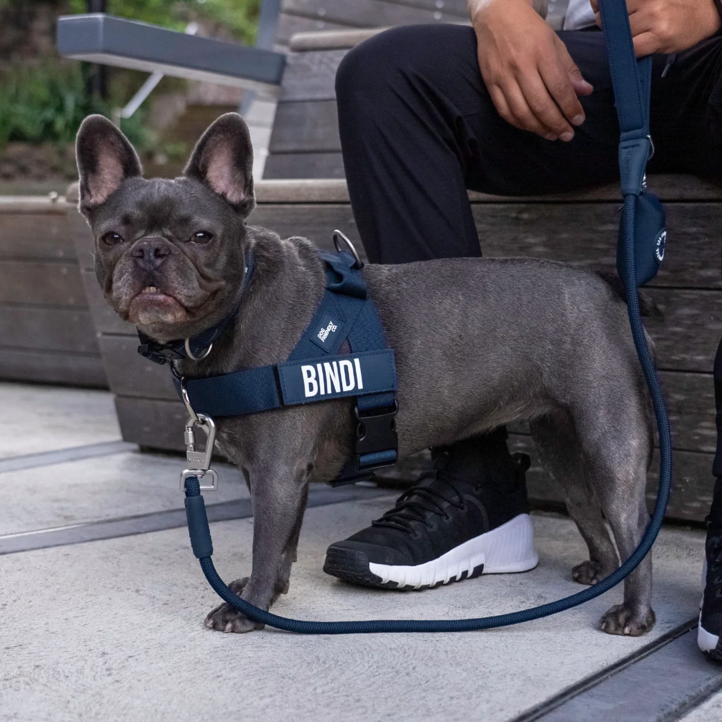 Dog Lovers Pack - Navy Blue - Image 7