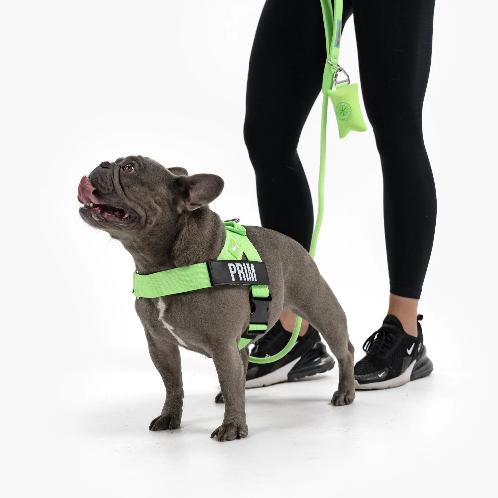 Dog Lovers Pack - Neon Green - Image 11