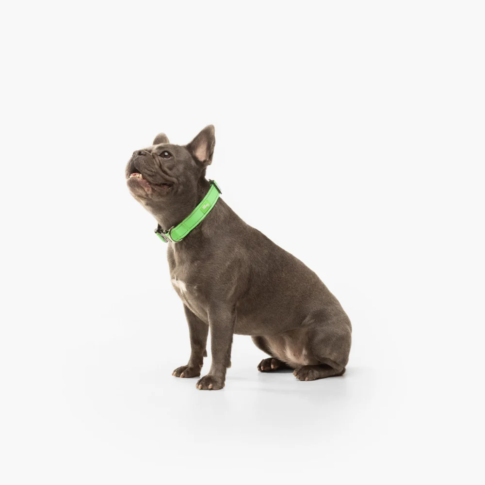 Dog Lovers Pack - Neon Green - Image 18