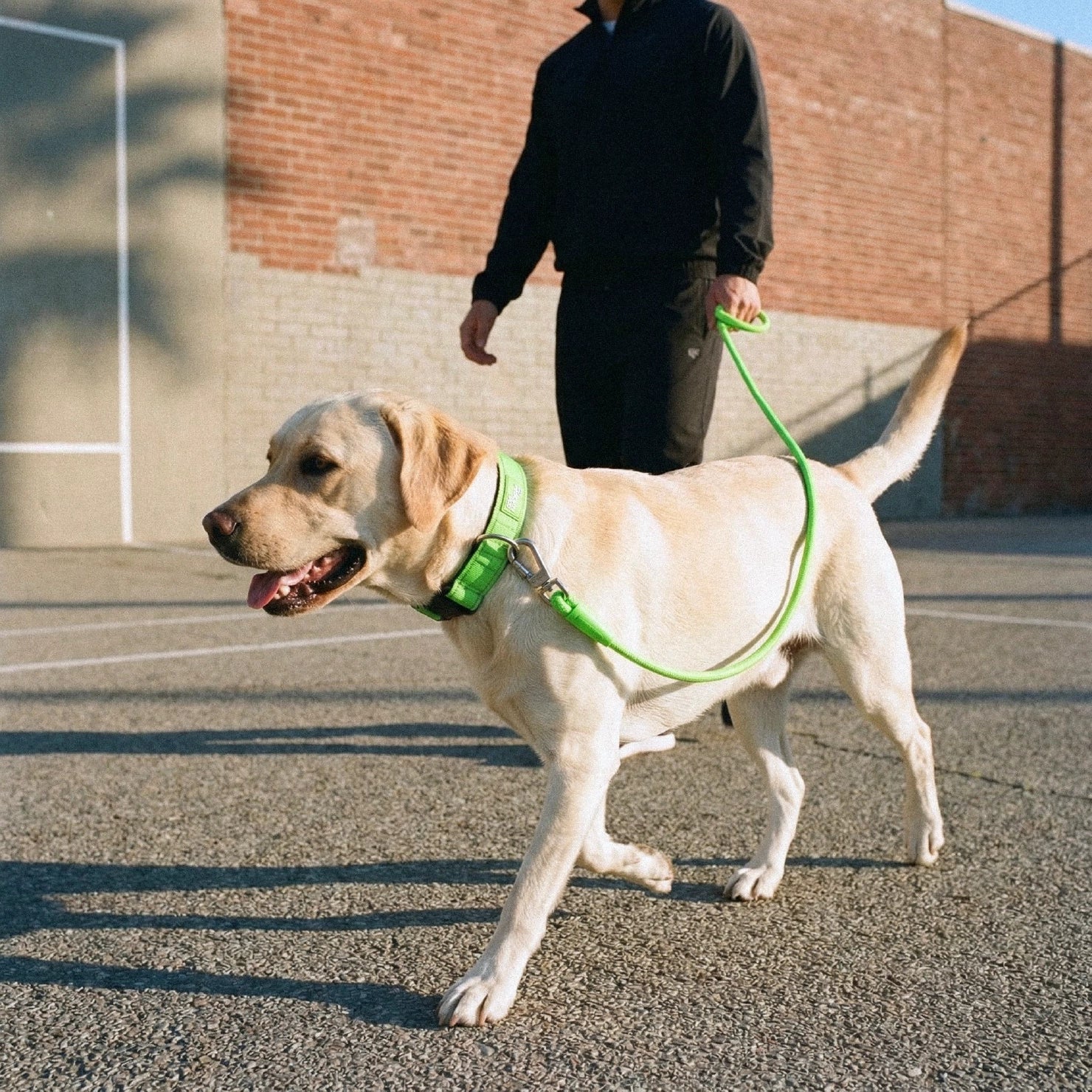 Dog Lovers Pack - Neon Green - Image 8