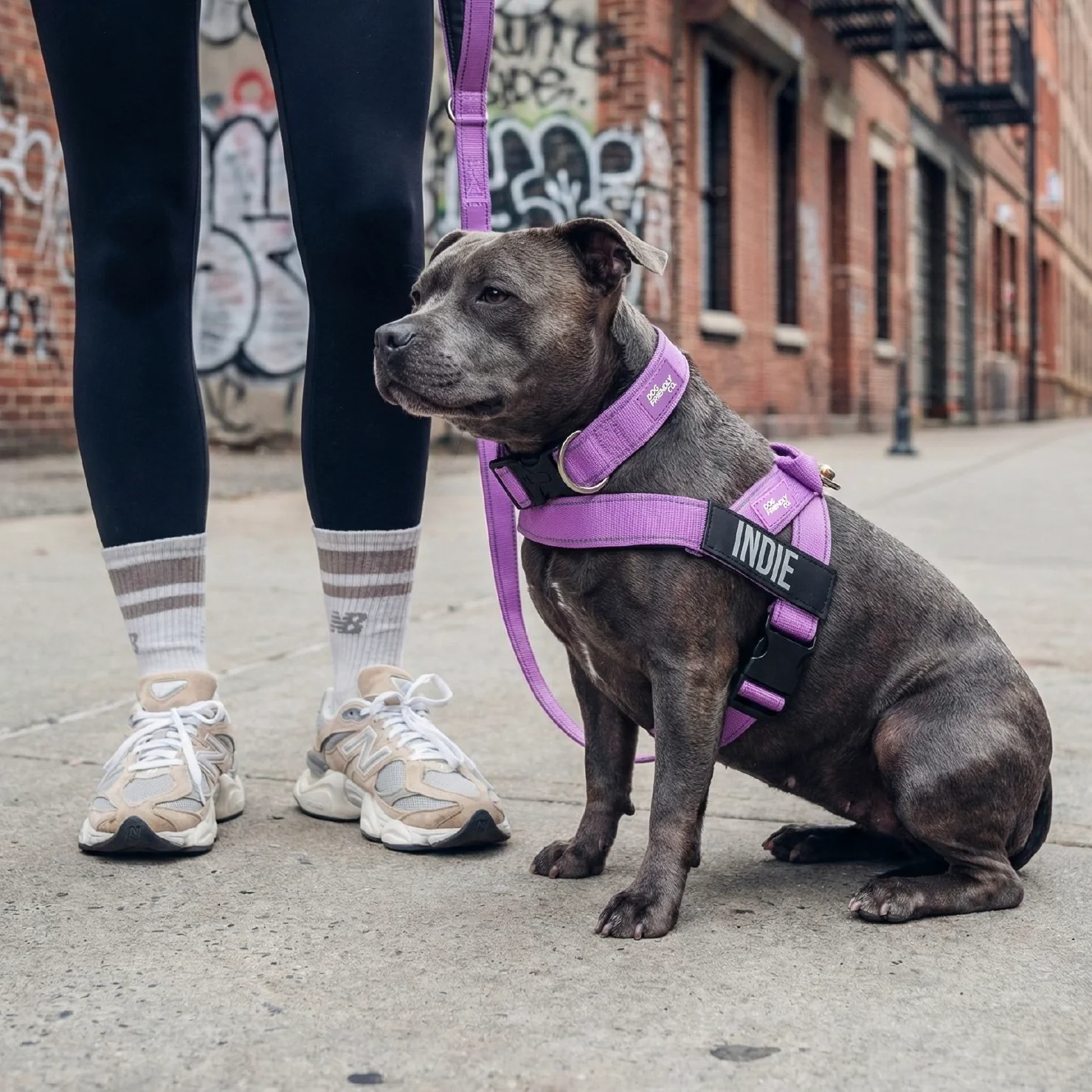 Dog Lovers Pack - Purple - Image 6