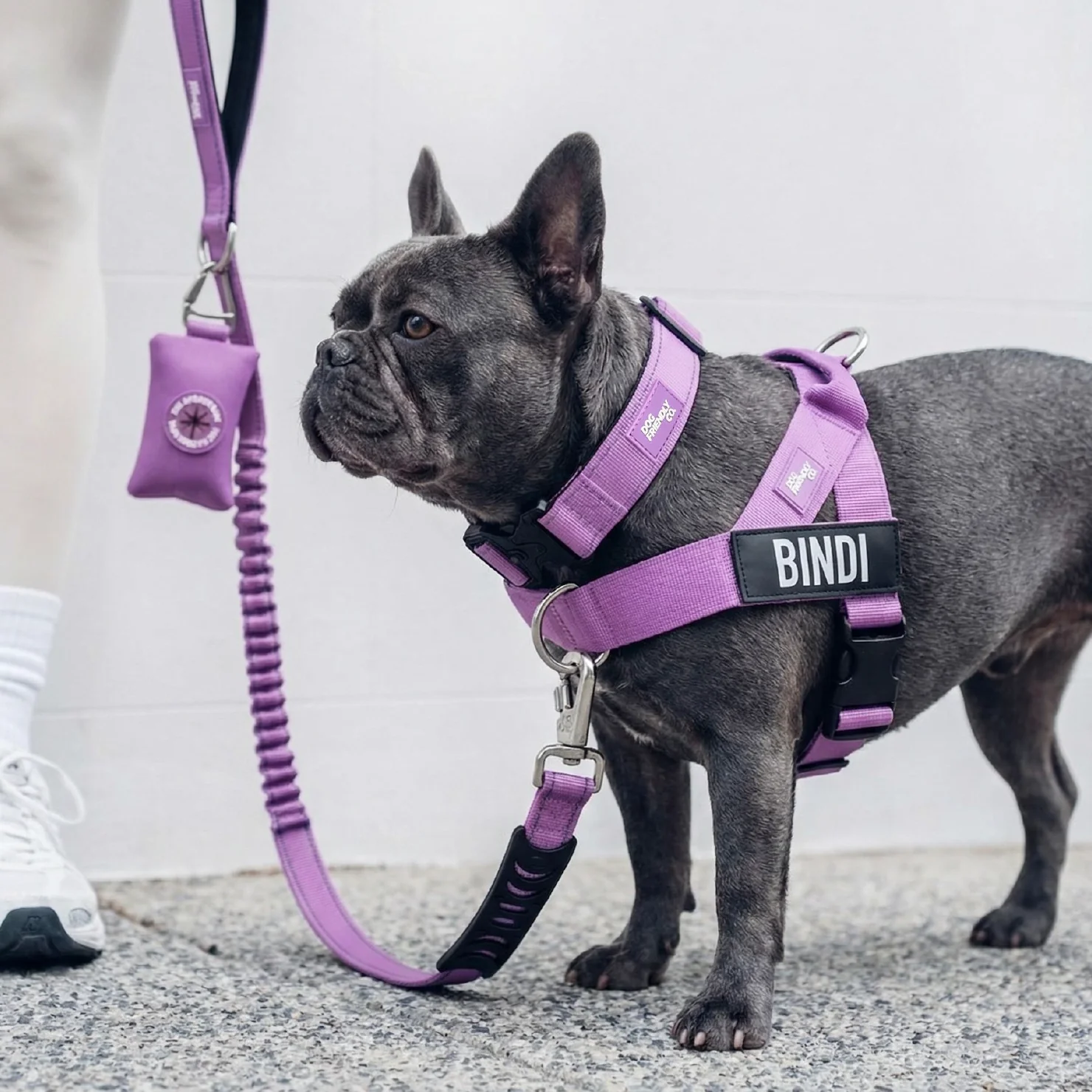 Dog Lovers Pack - Purple - Image 7