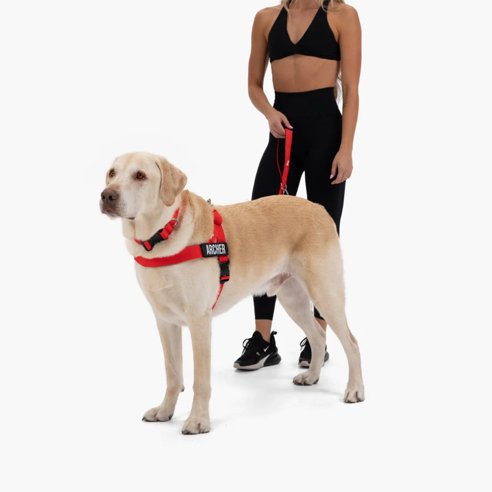 Dog Lovers Pack - Red - Image 11