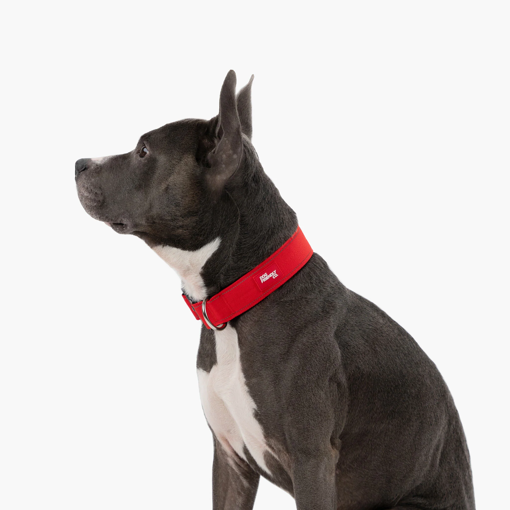 Dog Lovers Pack - Red - Image 18