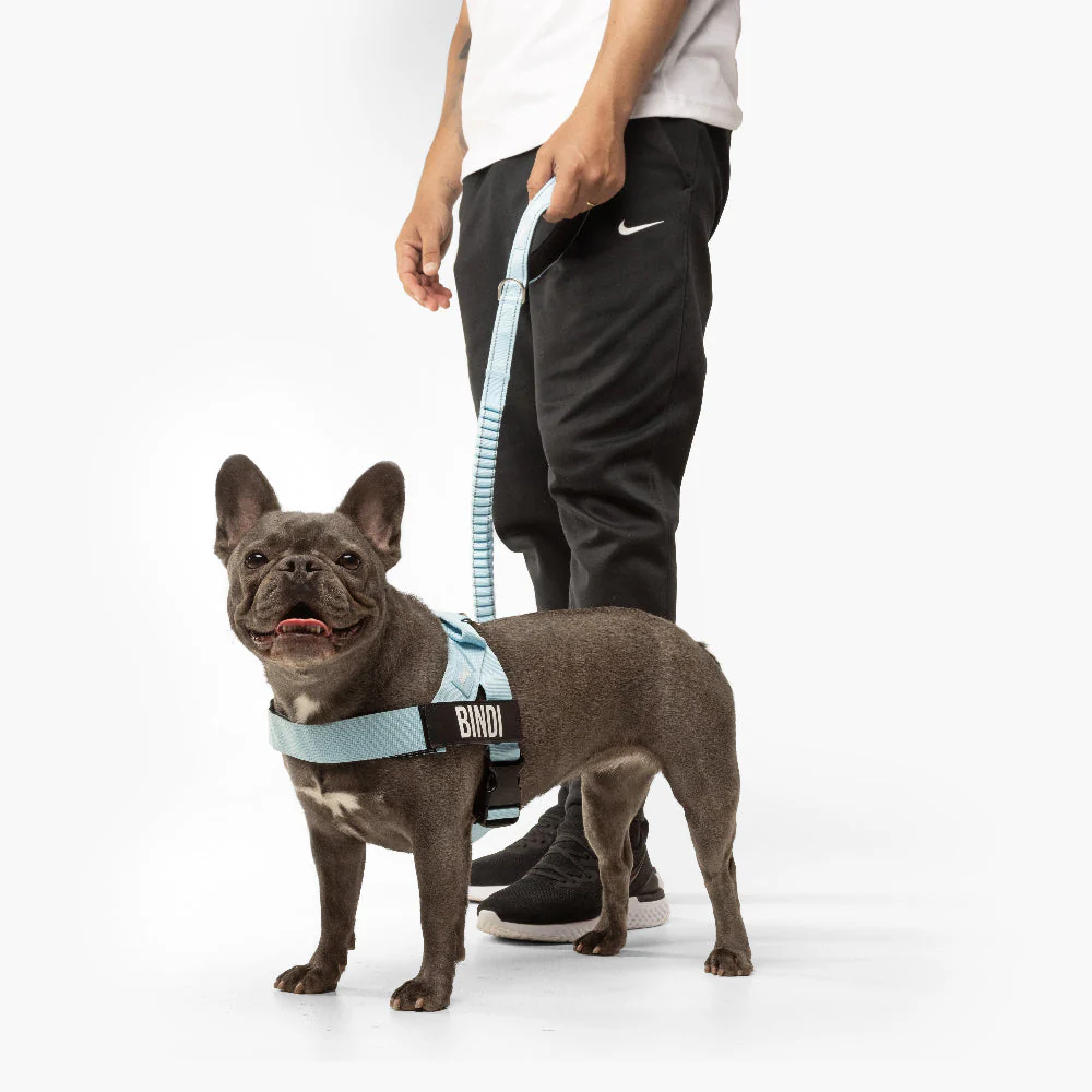 Dog Lovers Pack - Sky Blue - Image 10