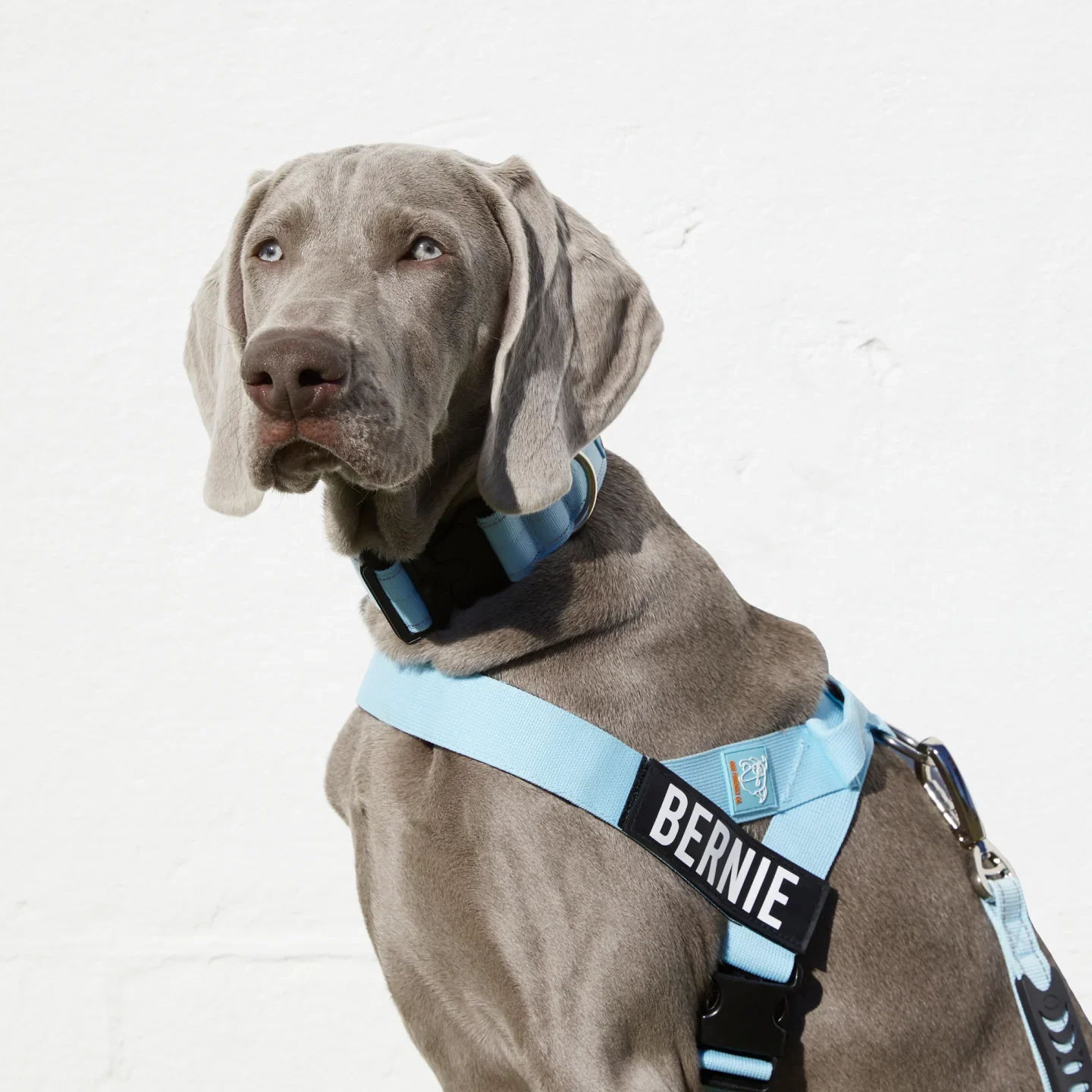 Dog Lovers Pack - Sky Blue - Image 4