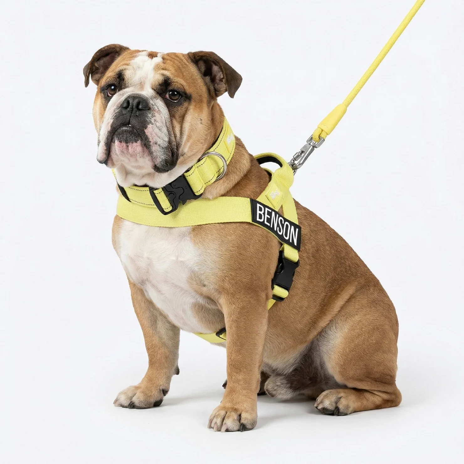 Dog Lovers Pack - Yellow - Image 4
