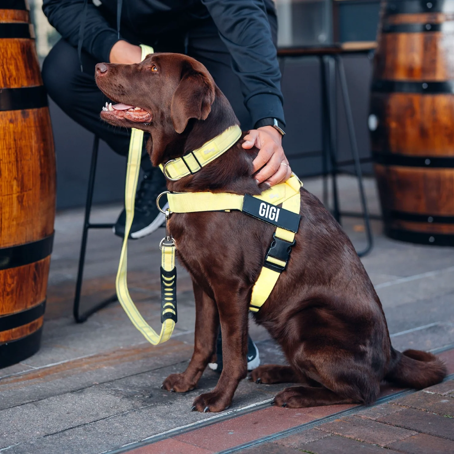 Dog Lovers Pack - Yellow - Image 6