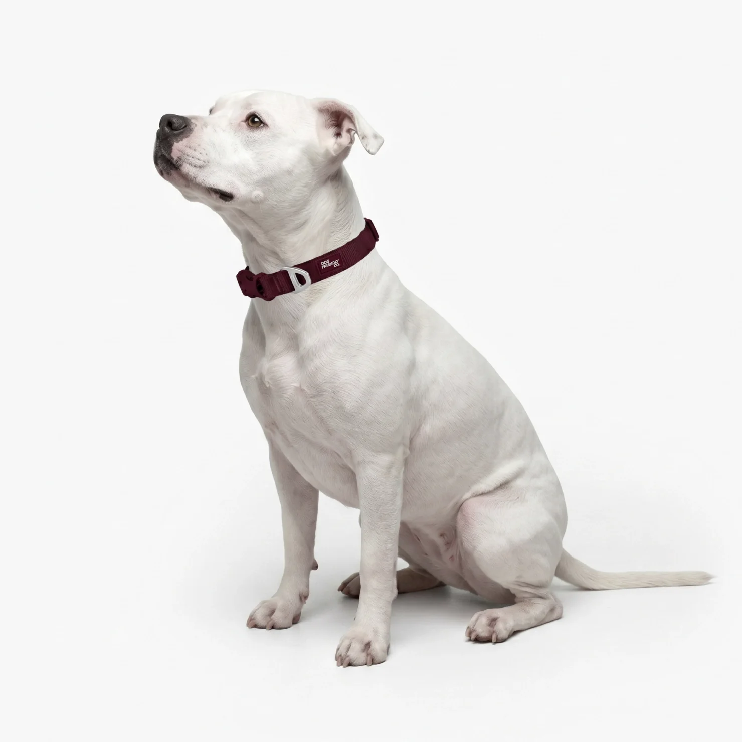 Essentials Collar - Burgundy - Image 5