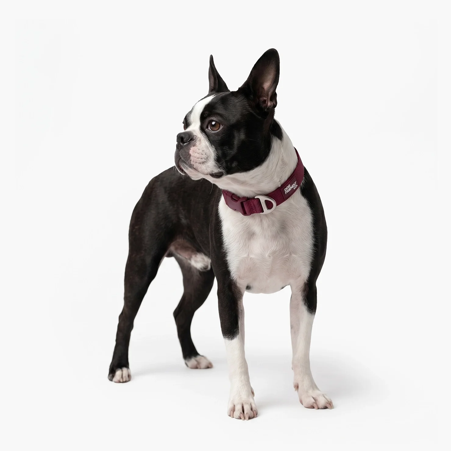 Essentials Collar - Burgundy - Image 6
