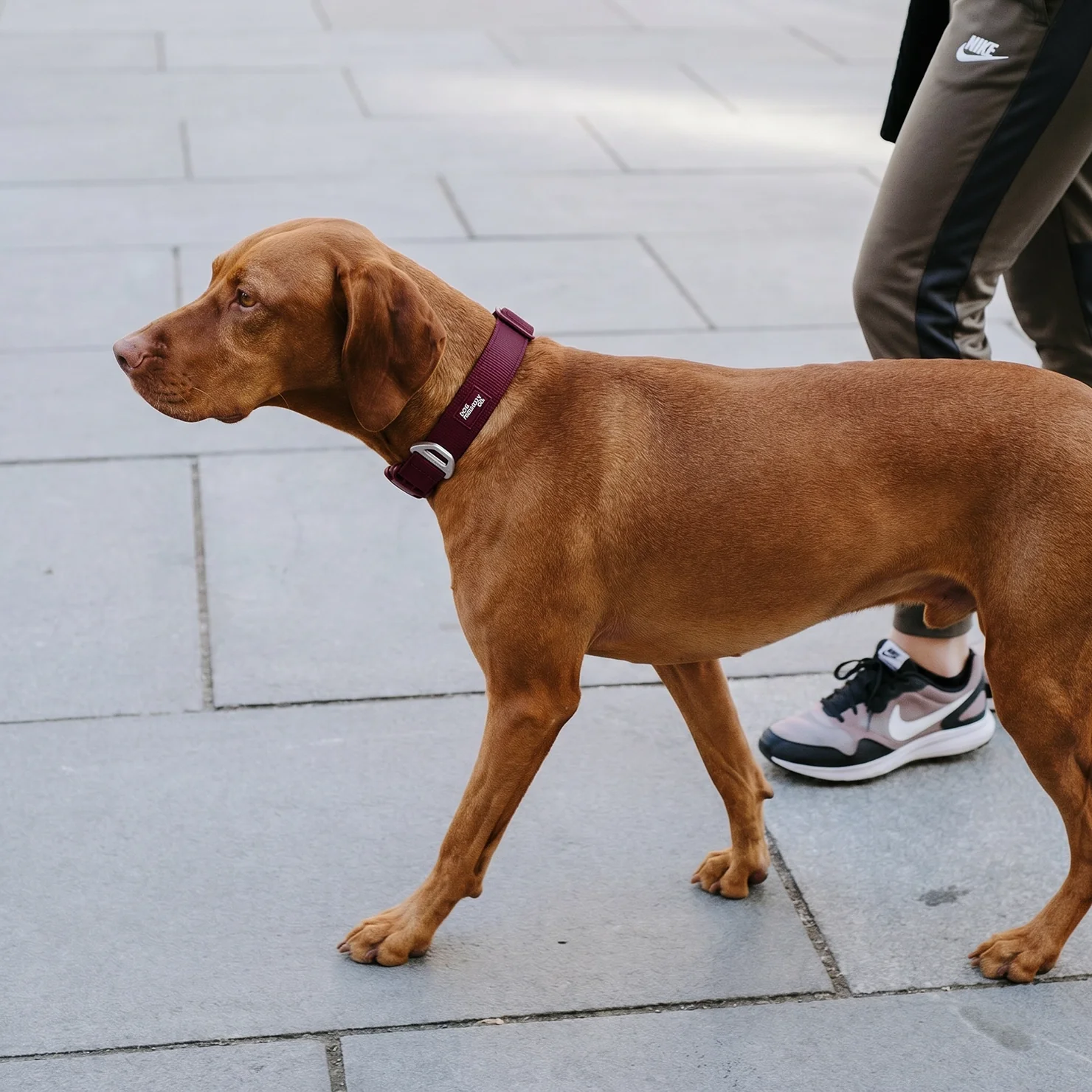 Essentials Collar - Burgundy - Image 7