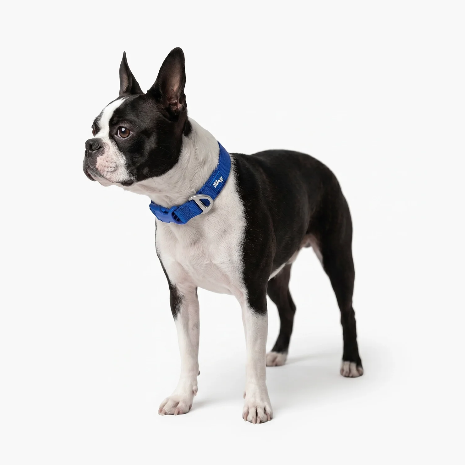 Essentials Collar - Classic Blue - Image 5