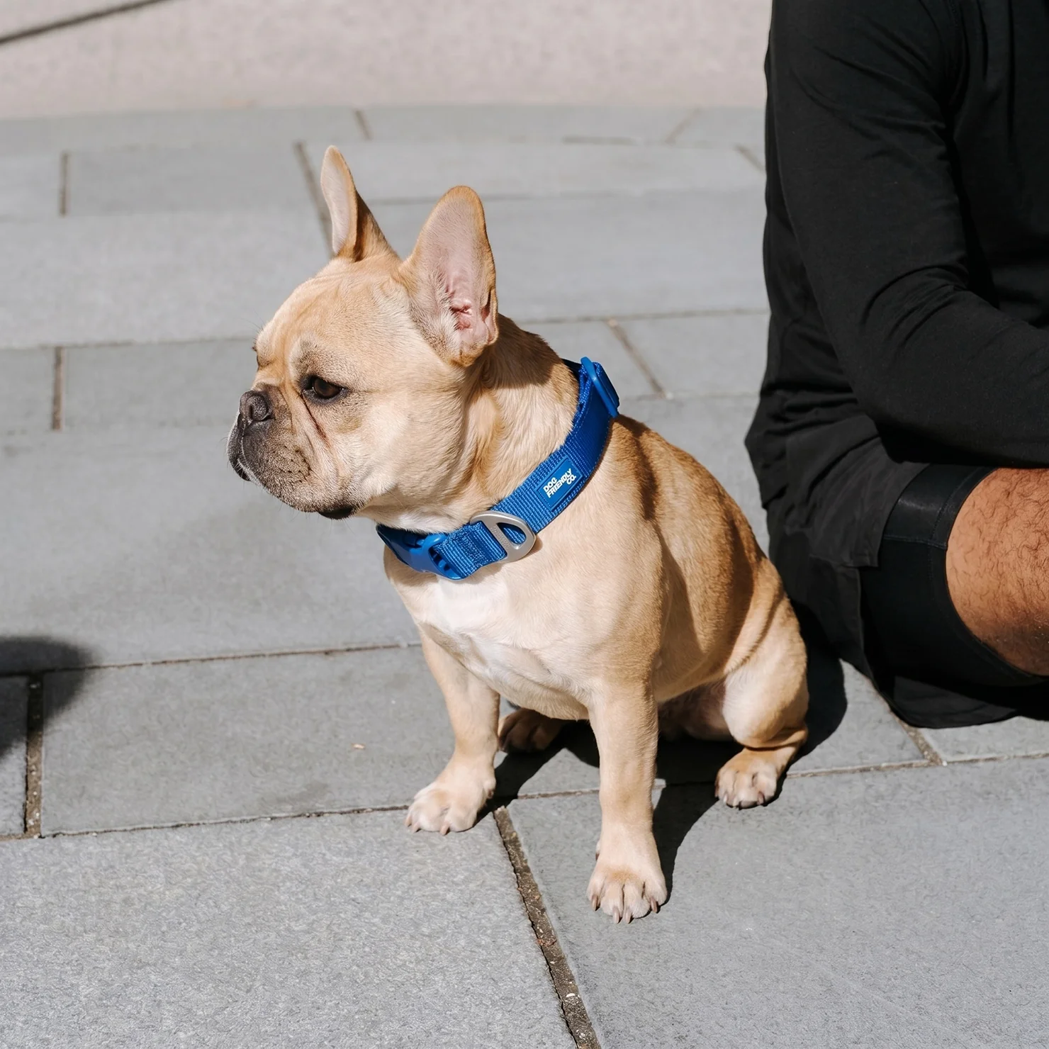 Essentials Collar - Classic Blue - Image 8