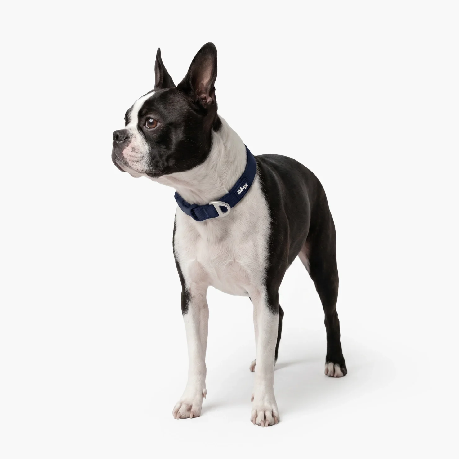 Essentials Collar - Navy Blue - Image 6