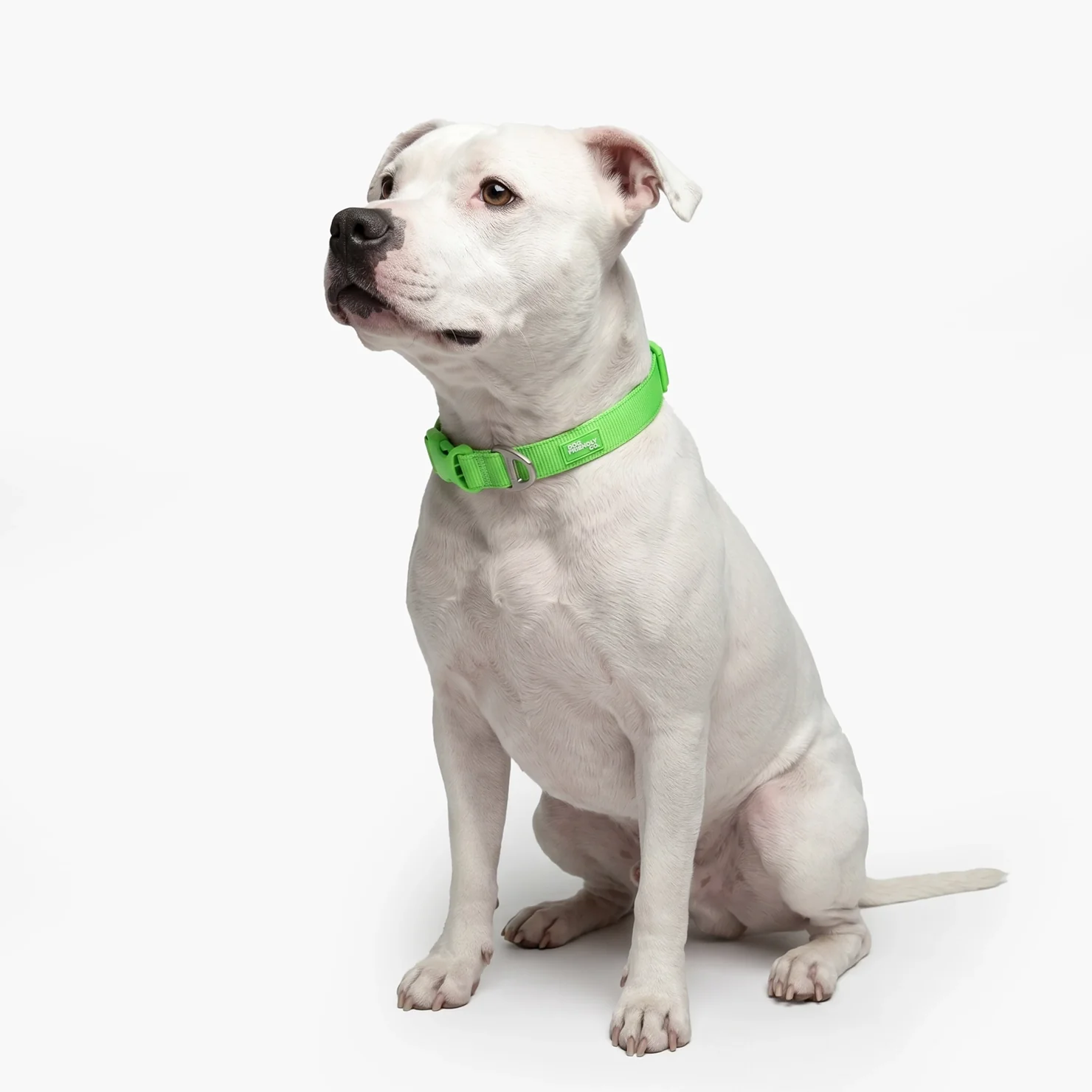 Essentials Collar - Neon Green - Image 5