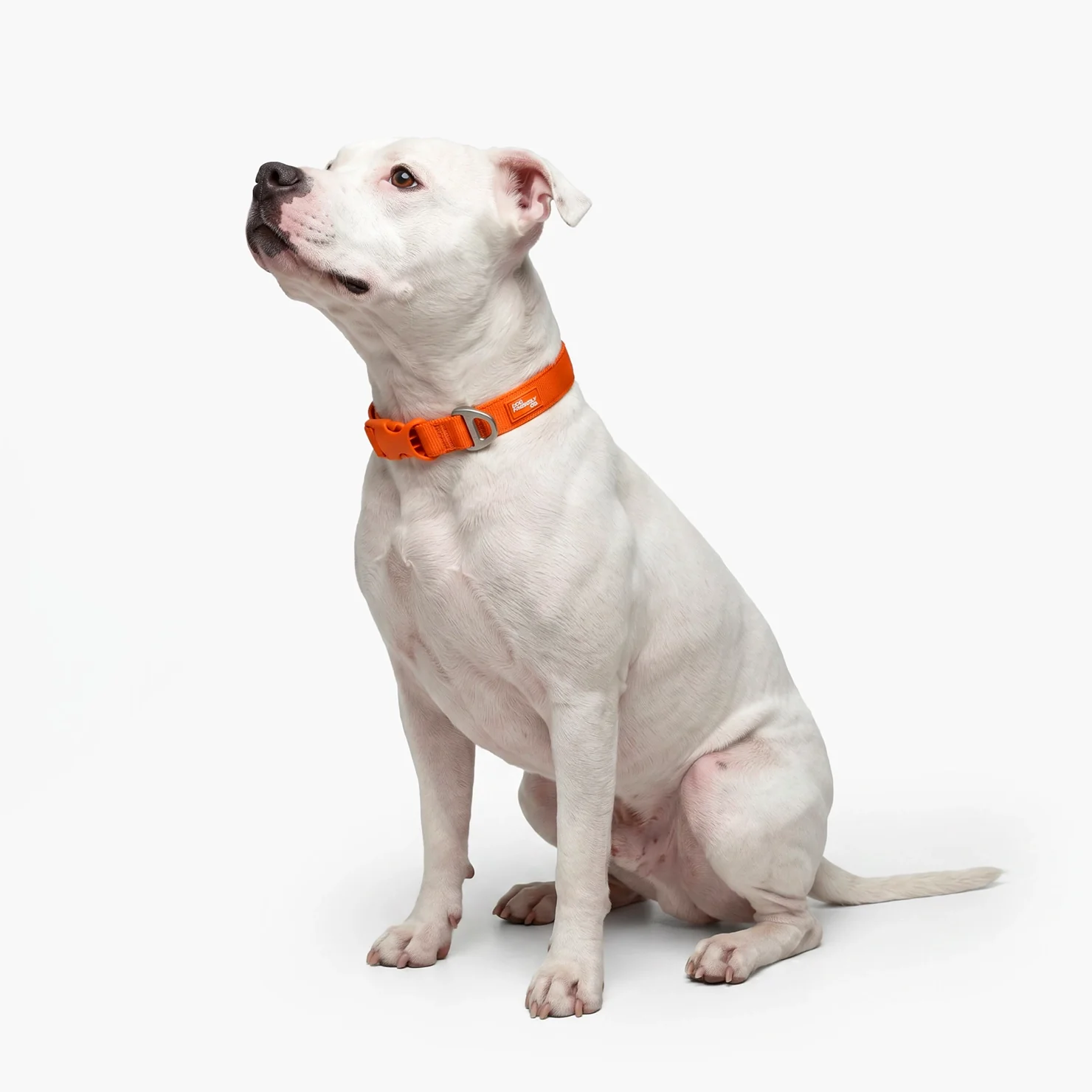 Essentials Collar - Orange - Image 5