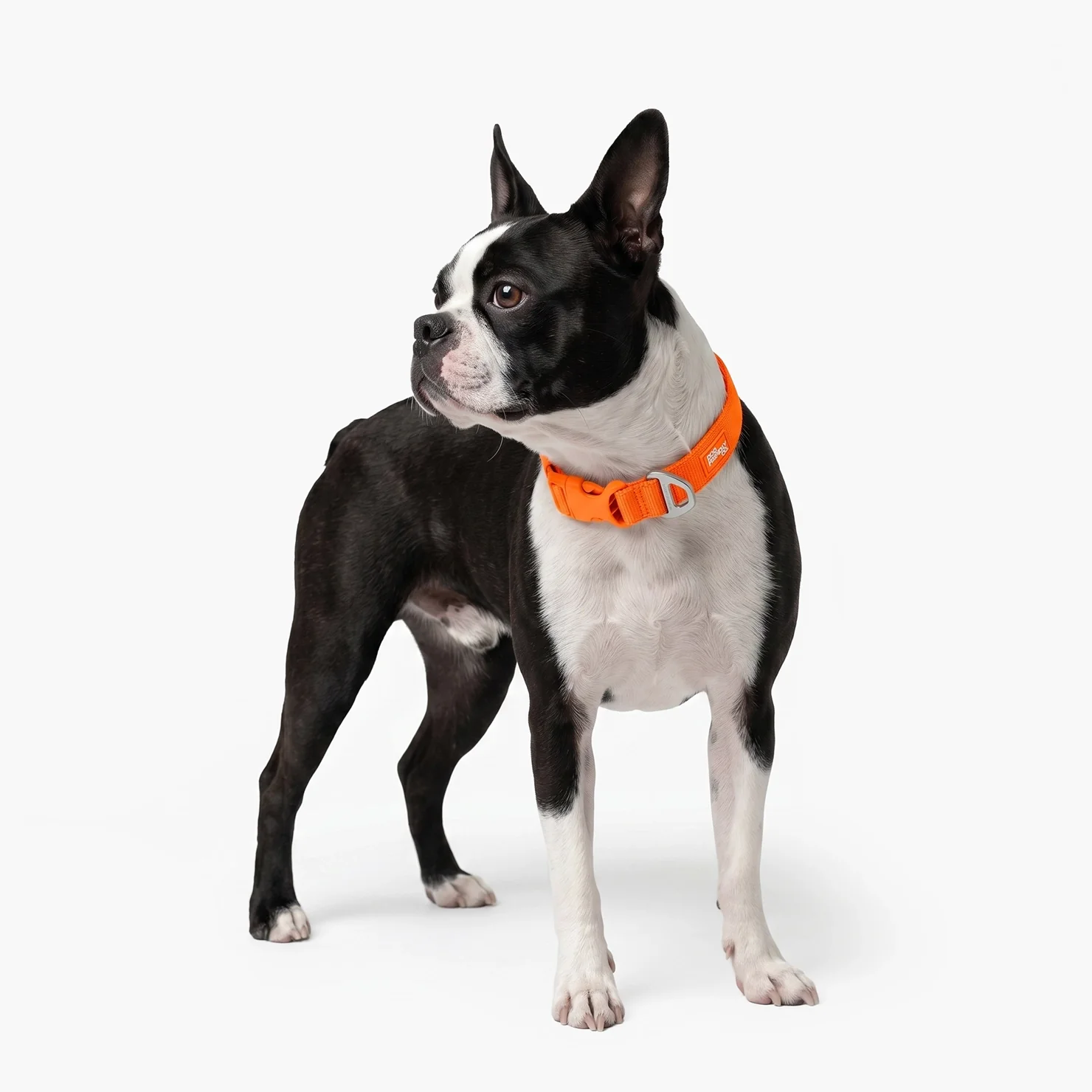 Essentials Collar - Orange - Image 6