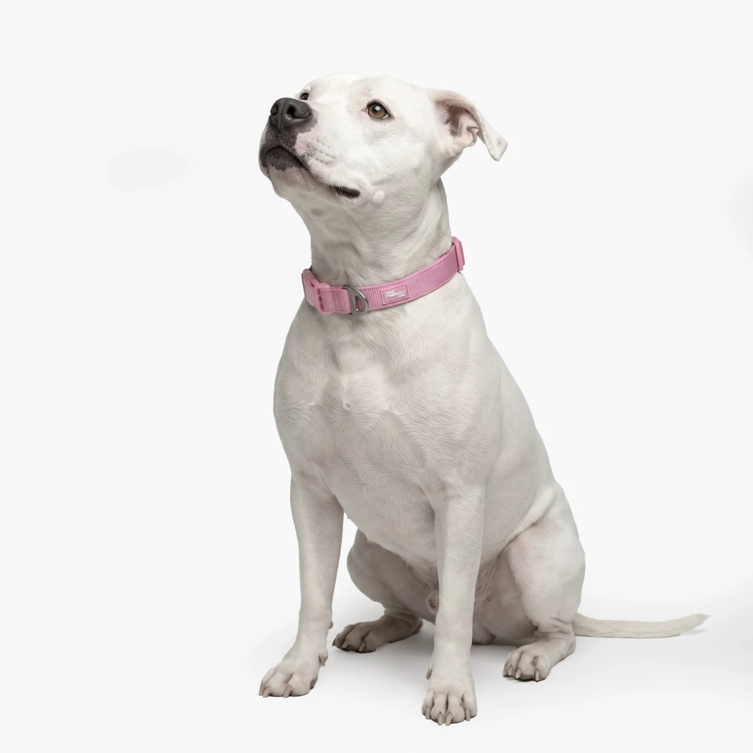 Essentials Collar - Pink - Image 5