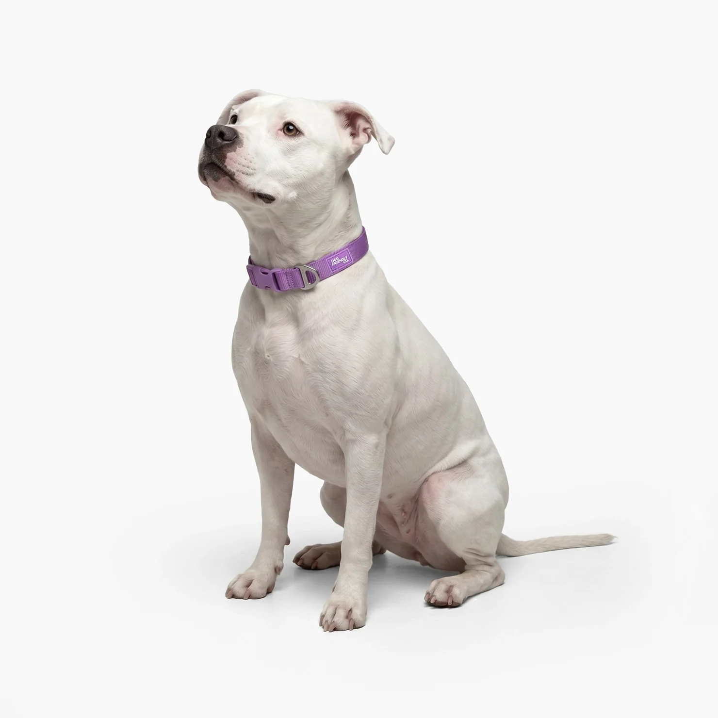 Essentials Collar - Purple - Image 5