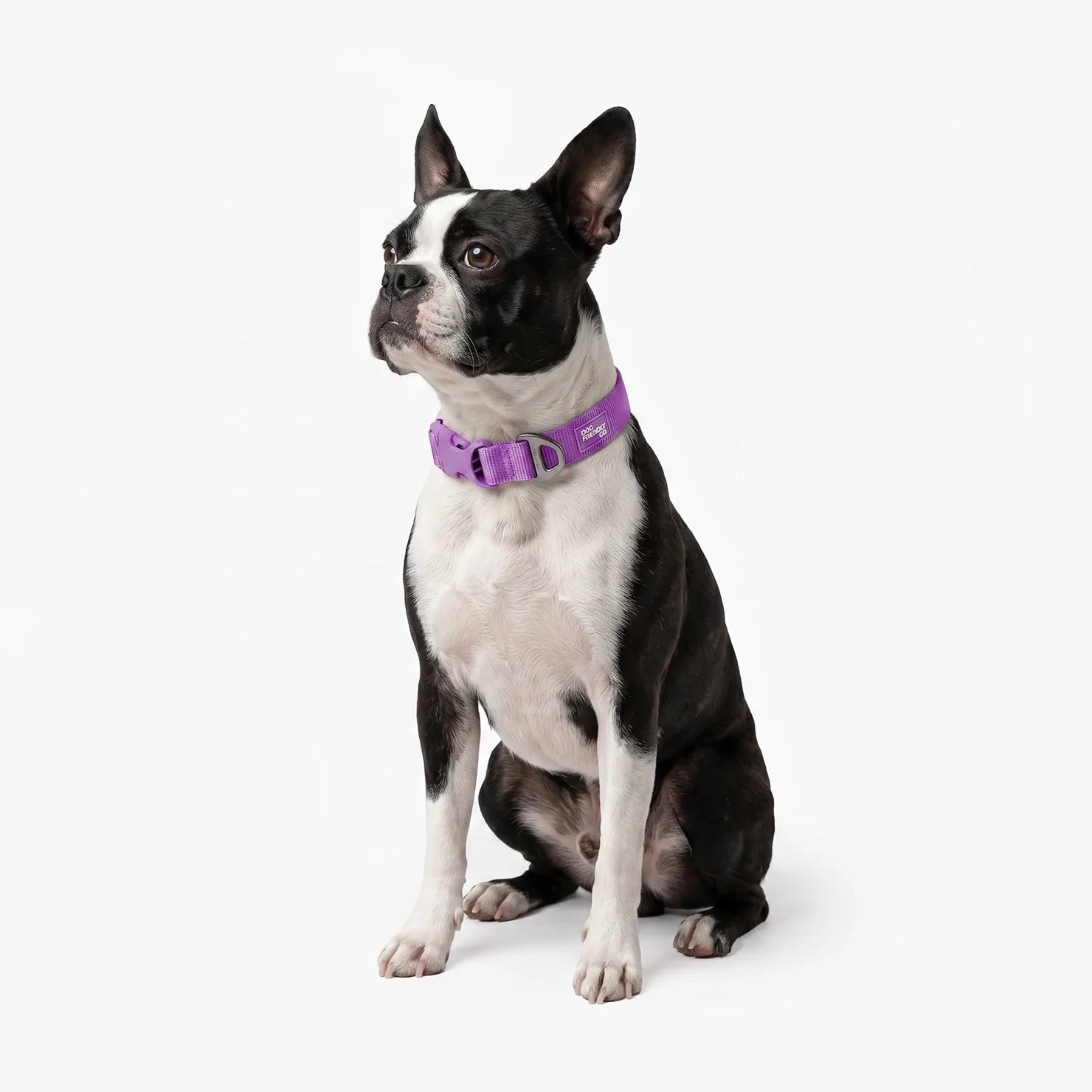 Essentials Collar - Purple - Image 6