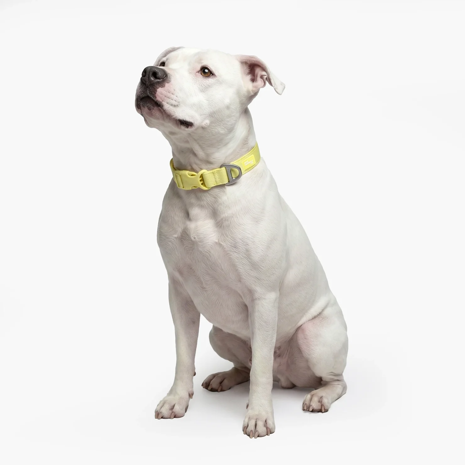 Essentials Collar - Yellow - Image 5