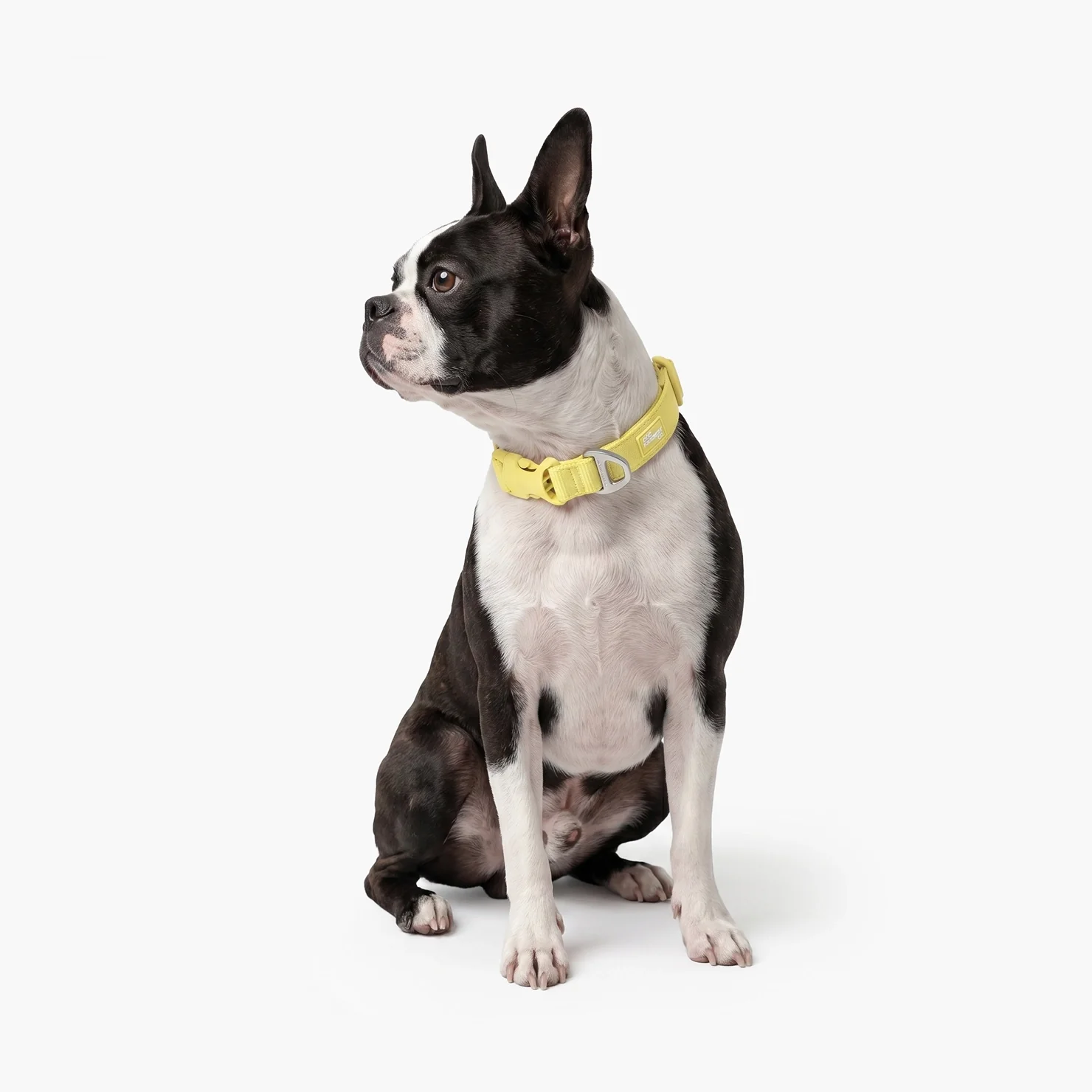 Essentials Collar - Yellow - Image 6