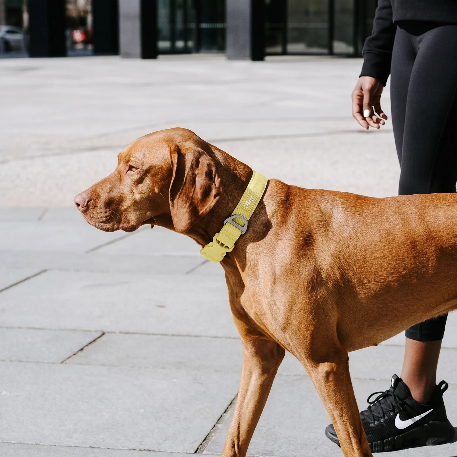 Essentials Collar - Yellow - Image 7