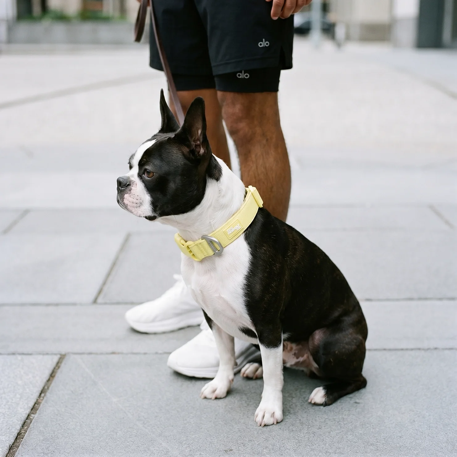 Essentials Collar - Yellow - Image 8