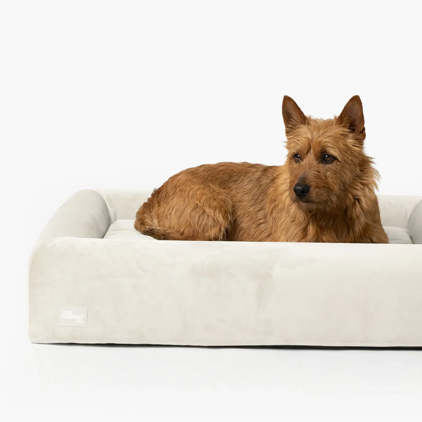 Premium Orthopedic Memory Foam Dog Bed - Beige (Medium) (LP) - Image 2
