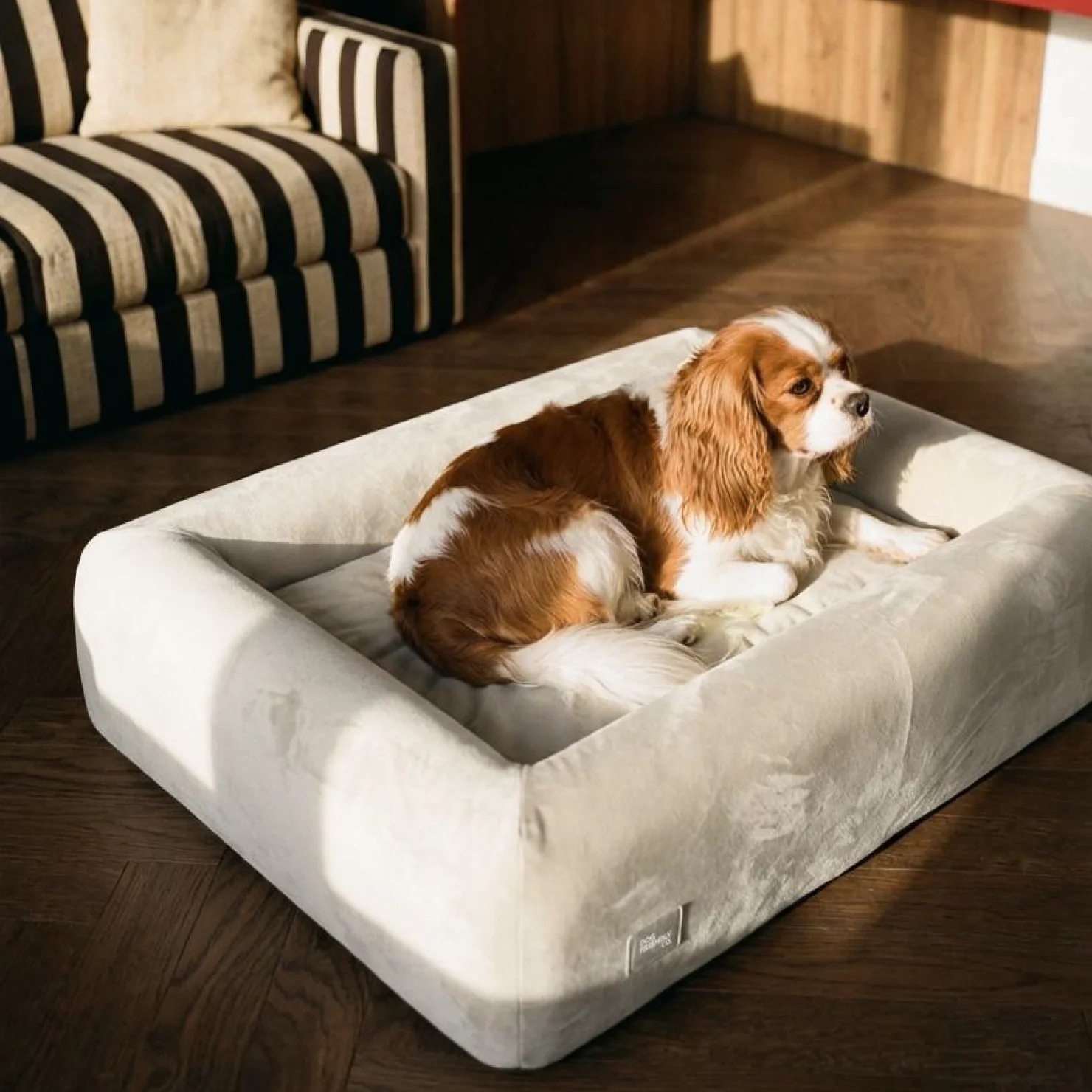 Premium Orthopedic Memory Foam Dog Bed - Beige - Image 5