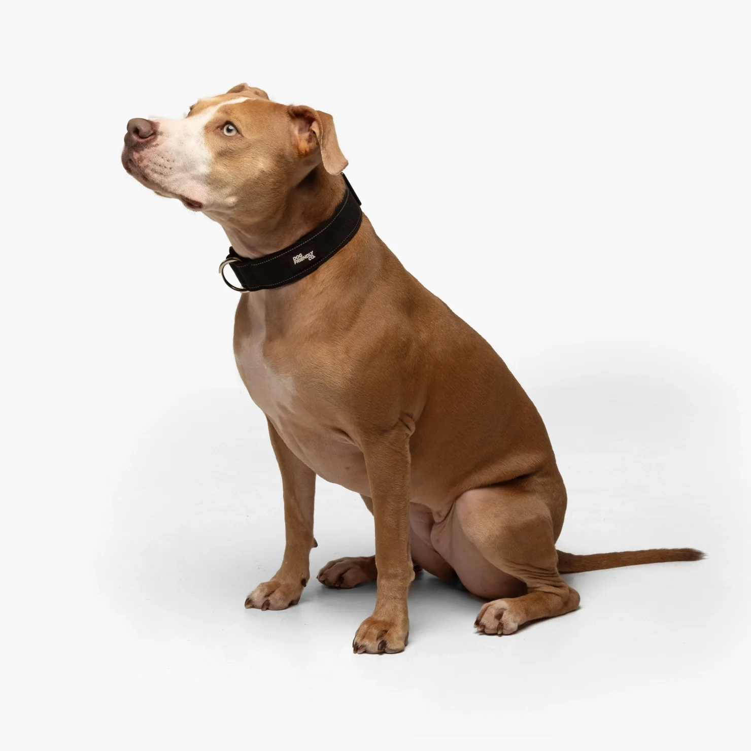 Tactical Dog Collar - Black - Image 3