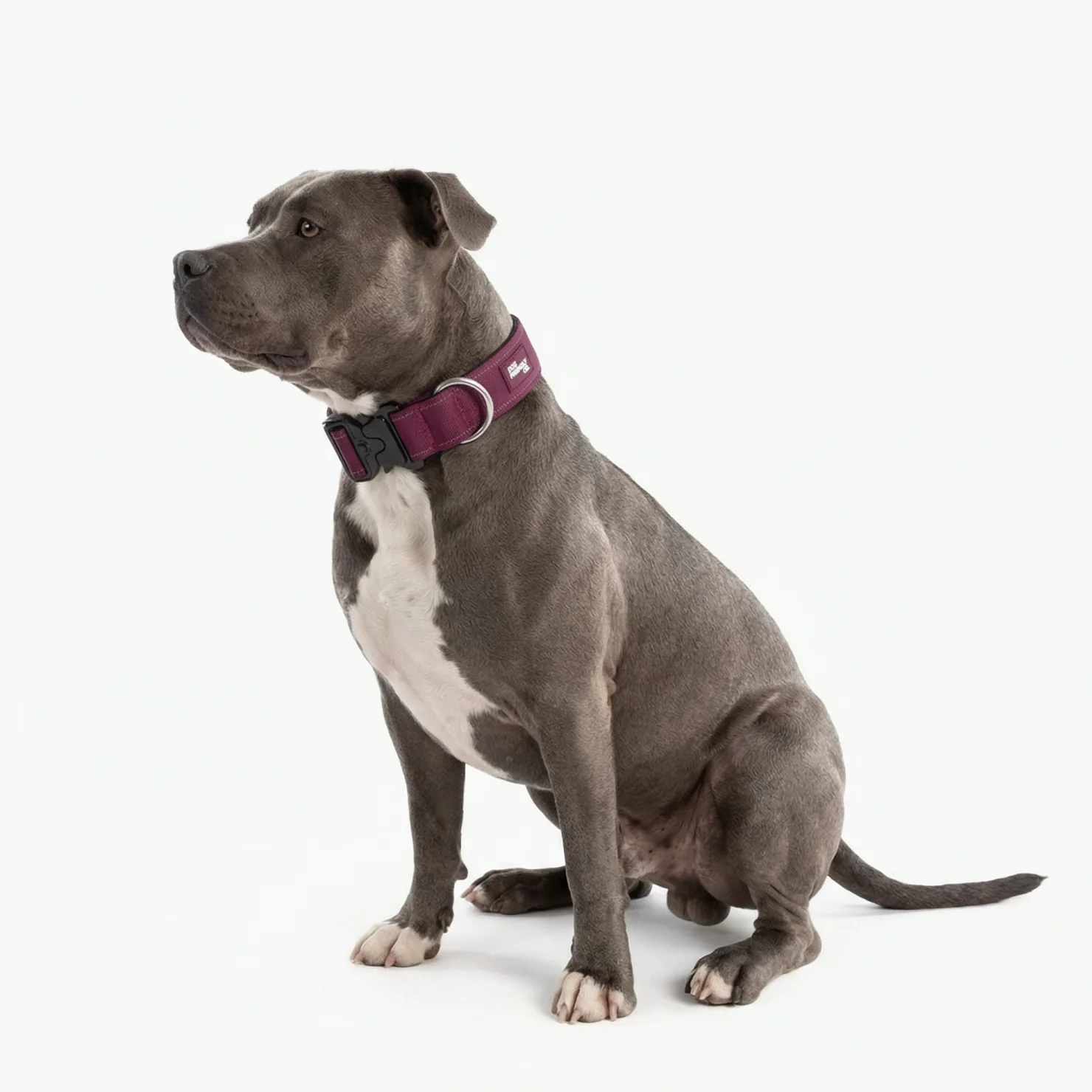 Tactical Dog Collar - Burgundy - Image 3