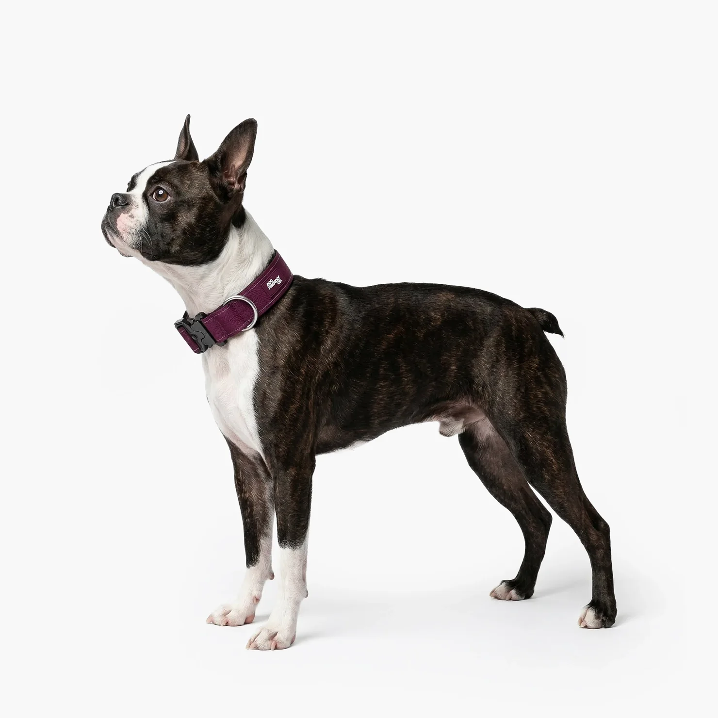 Tactical Dog Collar - Burgundy - Image 4