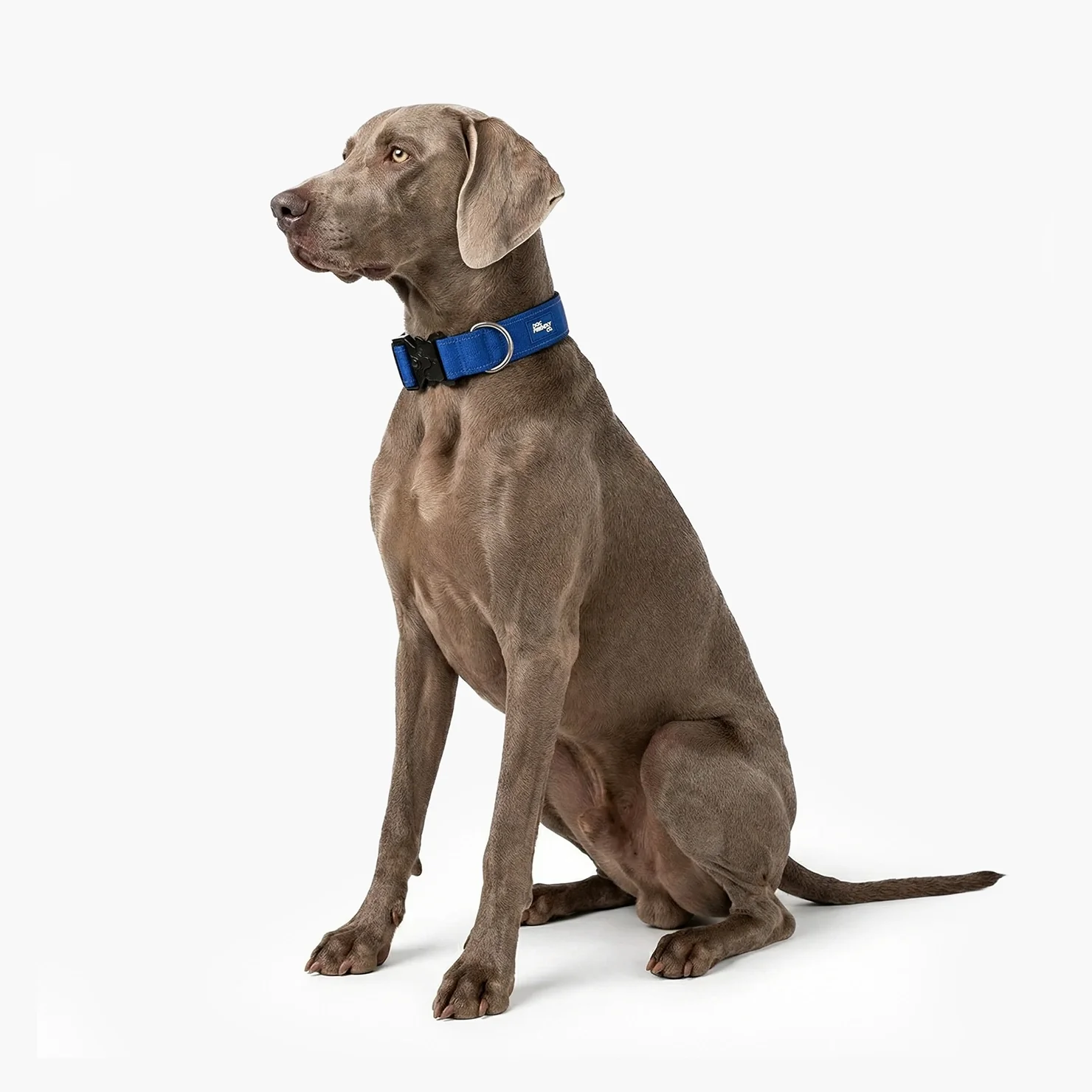 Tactical Dog Collar - Classic Blue - Image 3