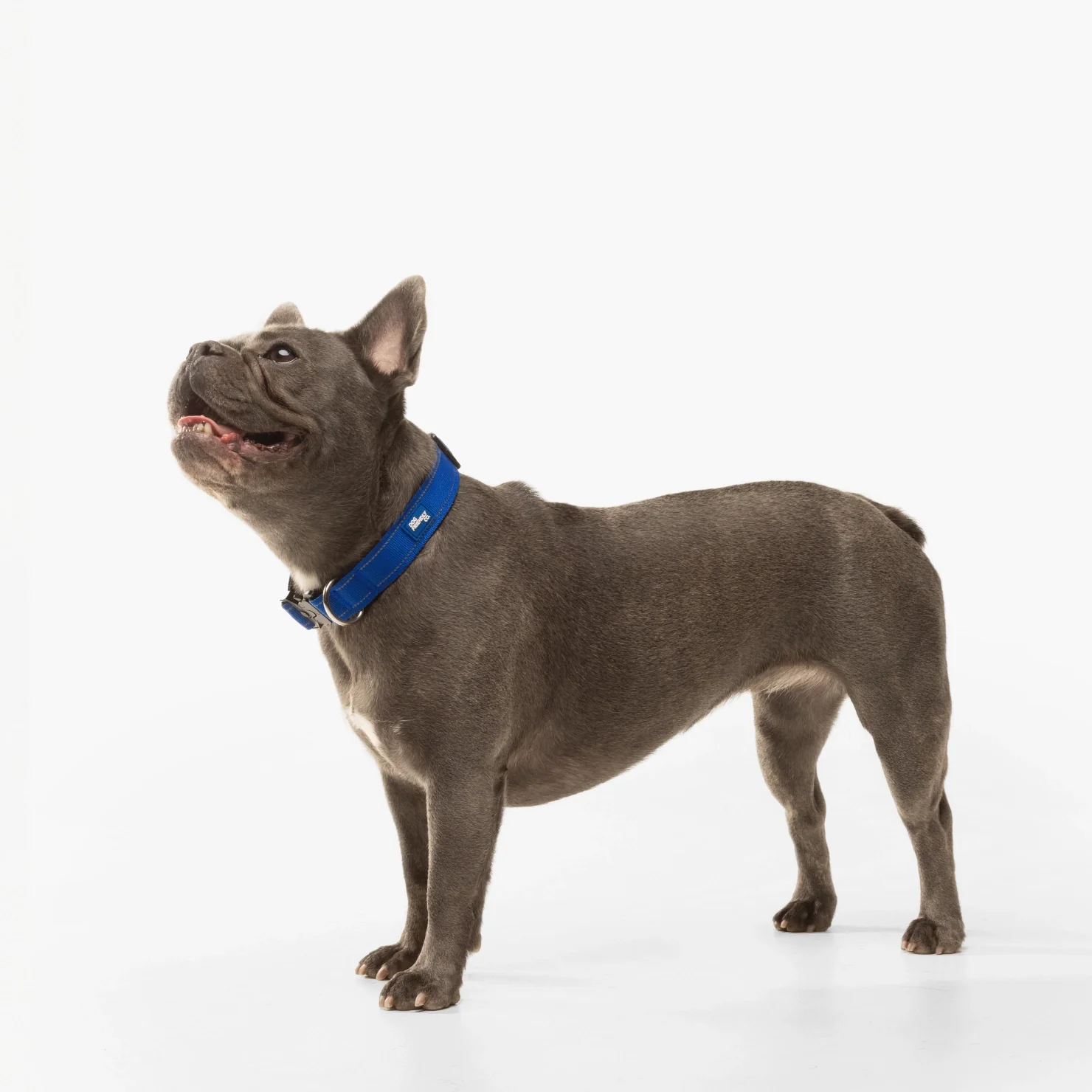 Tactical Dog Collar - Classic Blue - Image 4