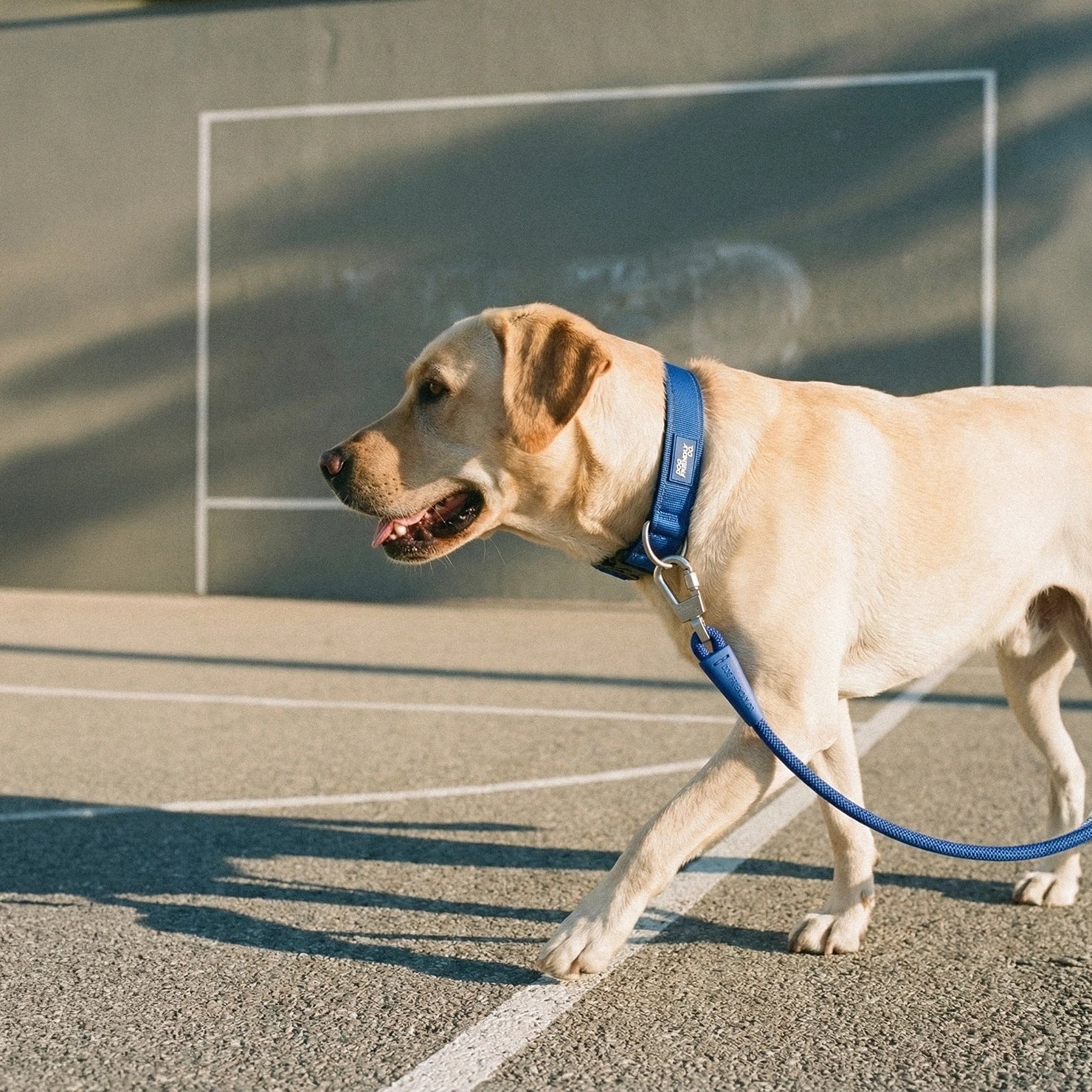 Tactical Dog Collar - Classic Blue - Image 5