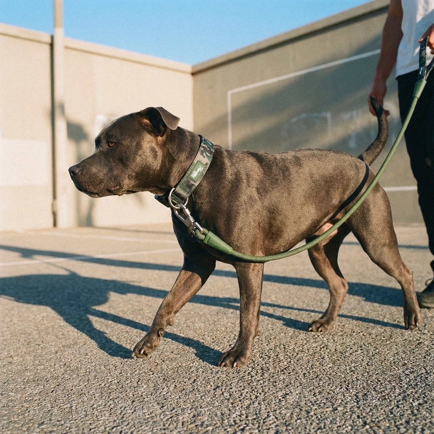 Tactical Dog Collar - Green Camo - Image 6