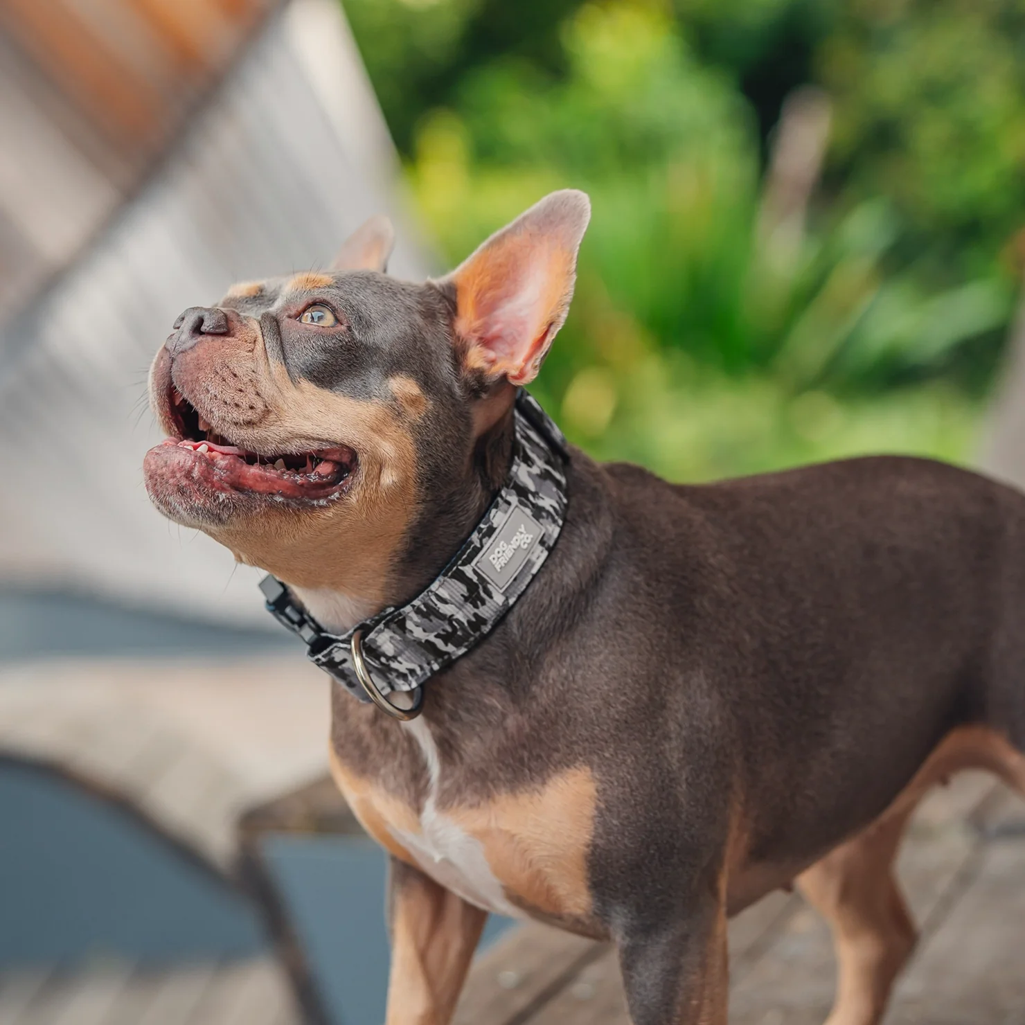 Tactical Dog Collar - Grey Camo - Image 7