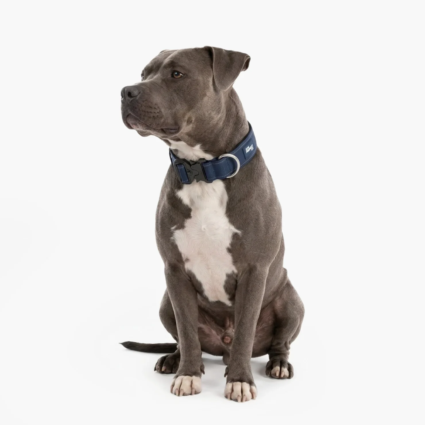 Tactical Dog Collar - Navy Blue - Image 3
