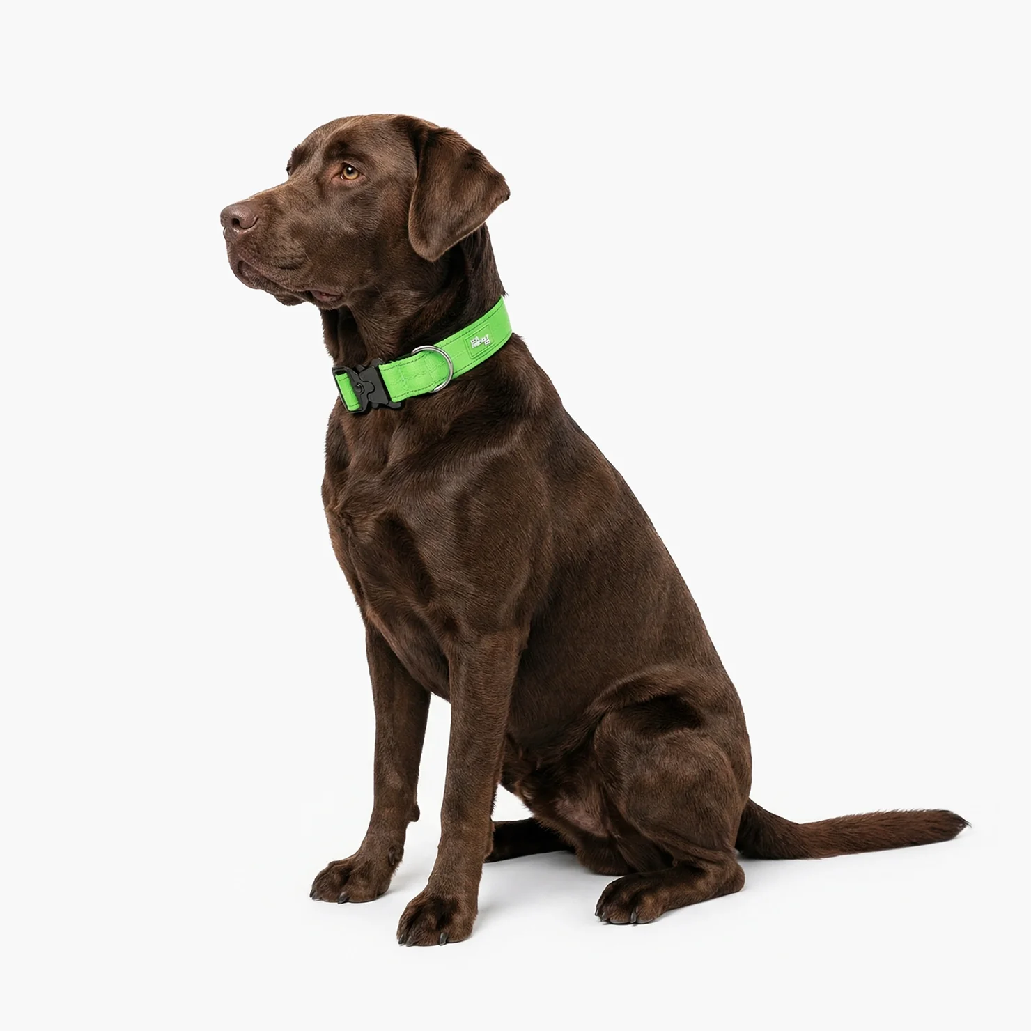 Tactical Dog Collar - Neon Green - Image 3