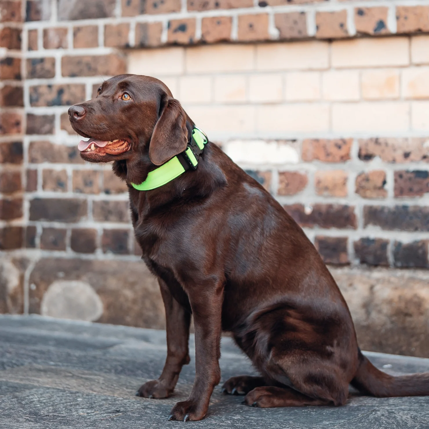 Tactical Dog Collar - Neon Green - Image 6
