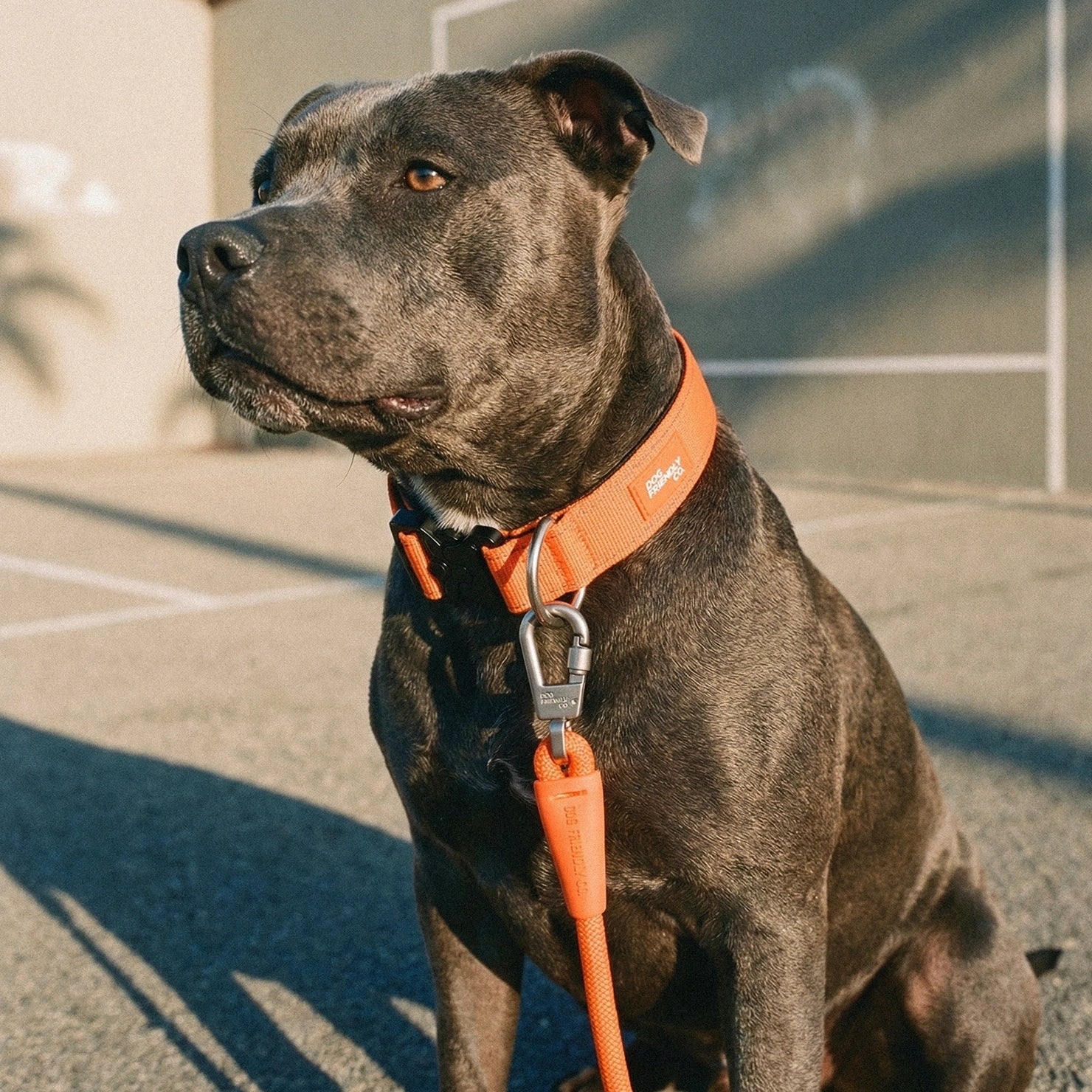 Tactical Dog Collar - Hi-vis Orange - Image 6