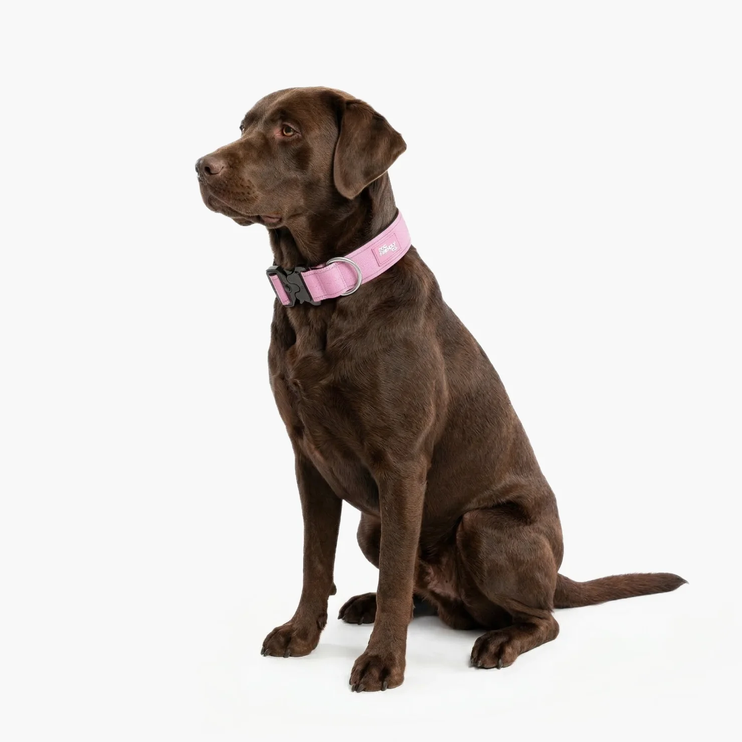 Tactical Dog Collar - Pink - Image 3