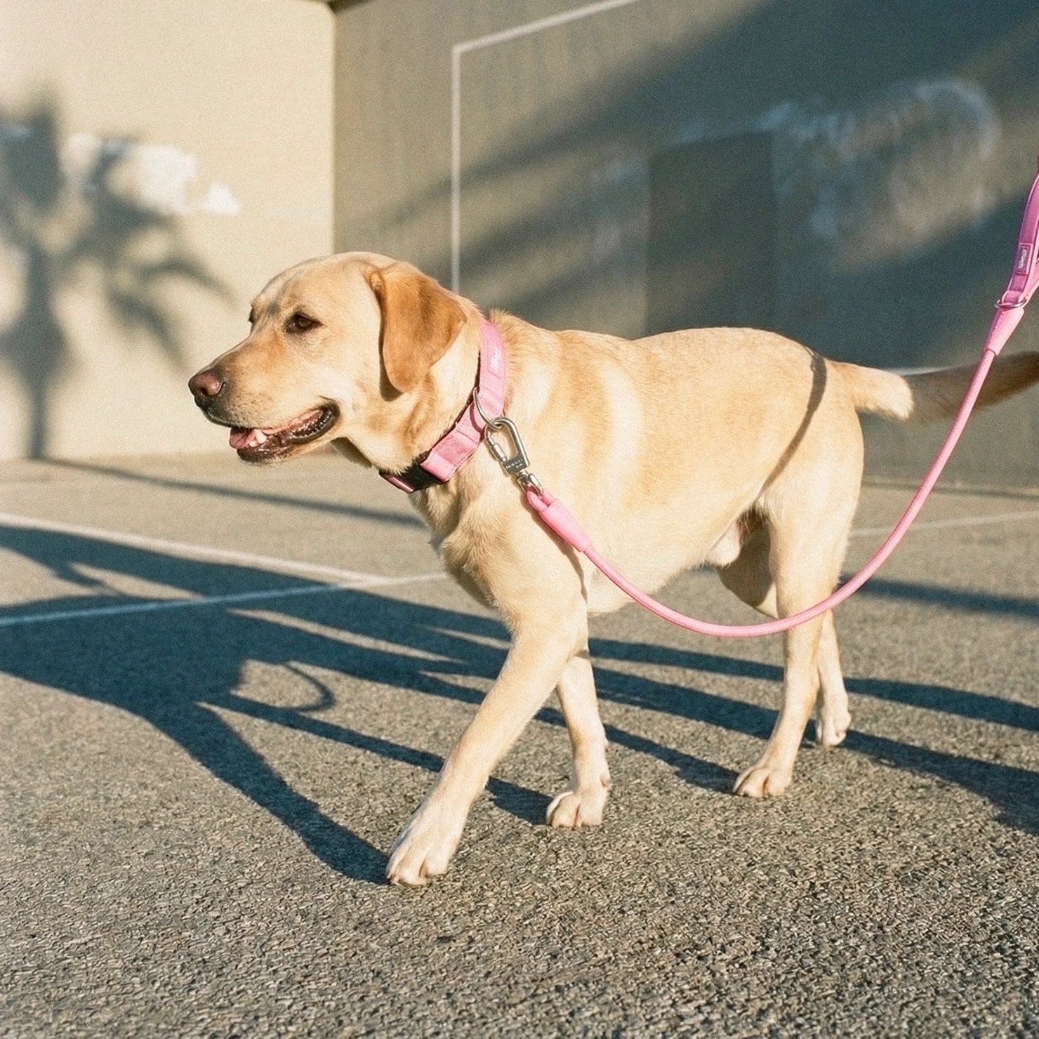 Tactical Dog Collar - Pink - Image 5