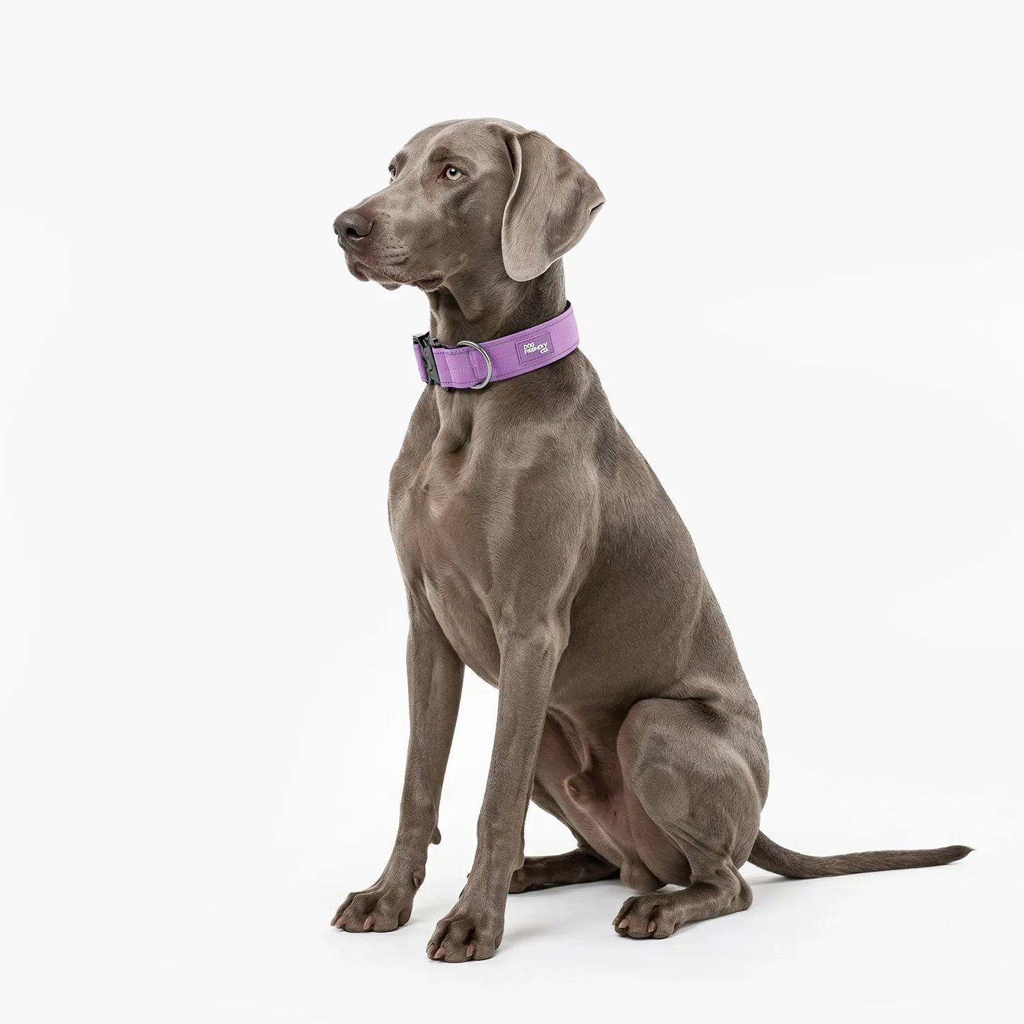 Tactical Dog Collar - Purple - Image 3