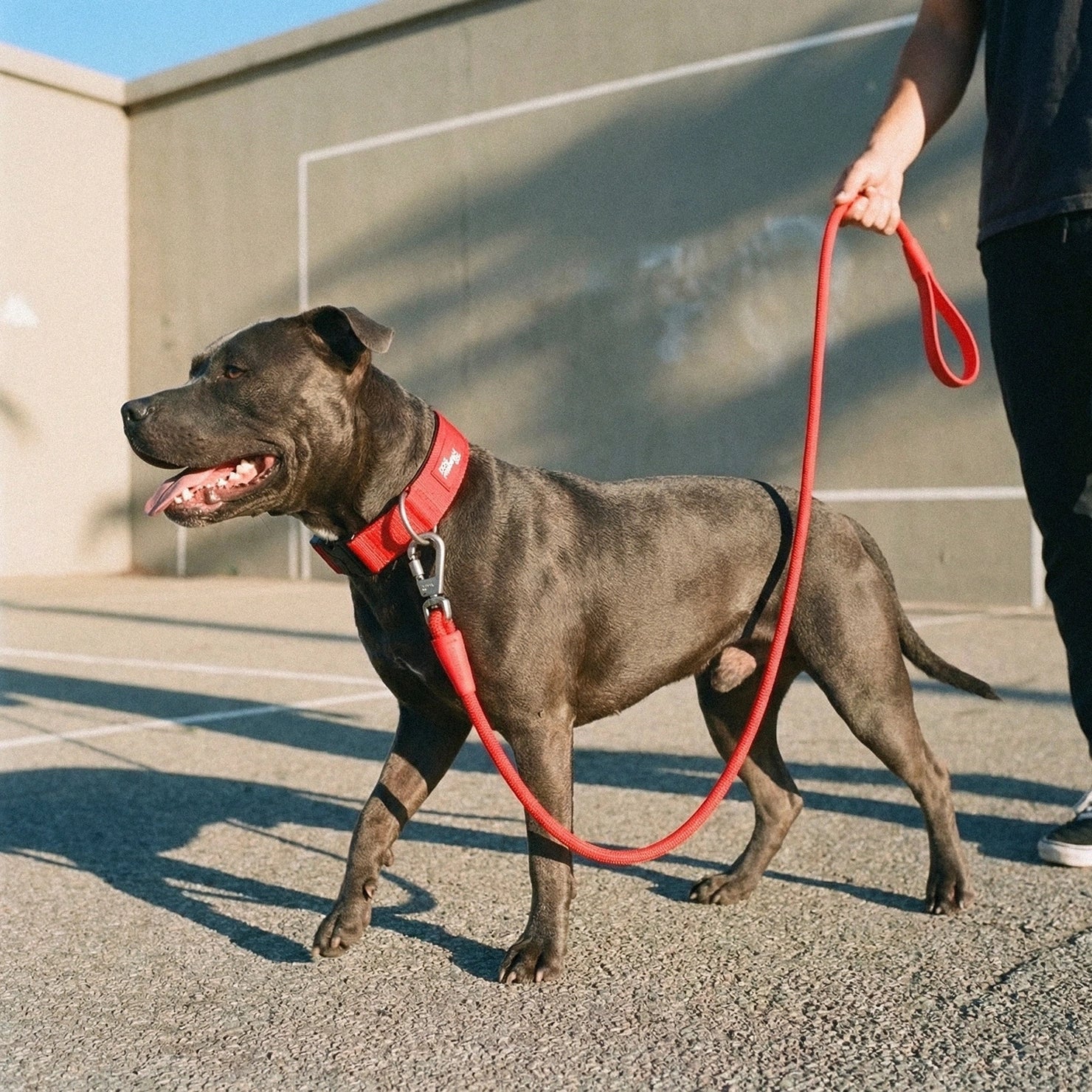 Tactical Dog Collar - Red - Image 5