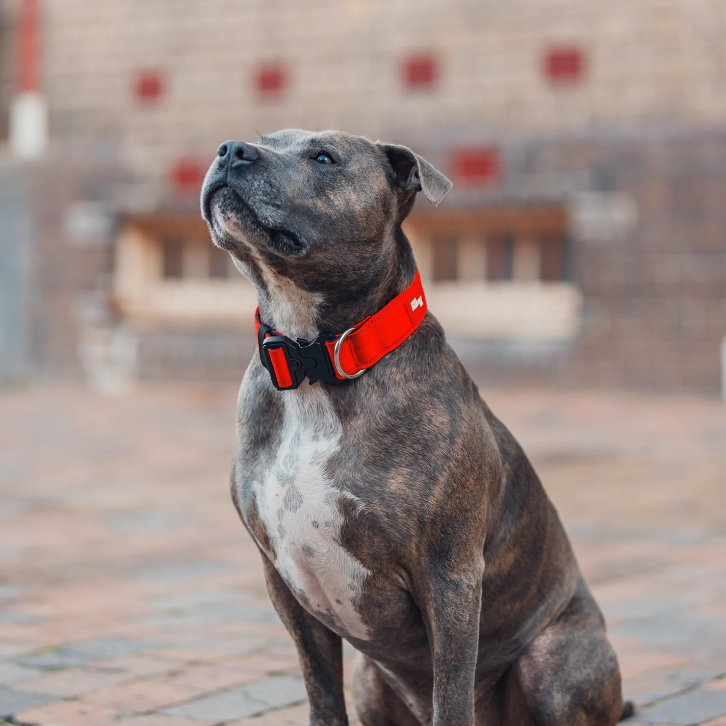 Tactical Dog Collar - Red - Image 6