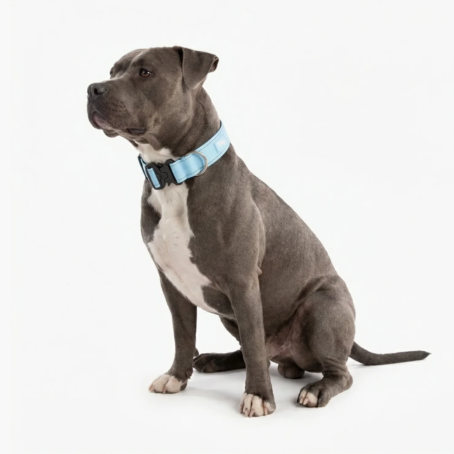 Tactical Dog Collar - Sky Blue - Image 3